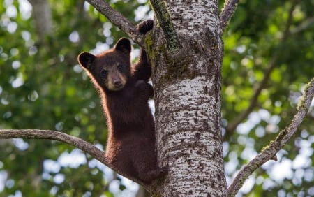 Bear - animal, Bear, nature, tree