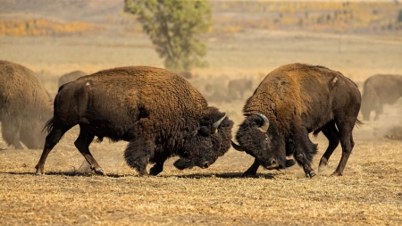 Bison - animal, nature, bison, horn