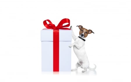 Merry Christmas! - dog, giant, big, white, animal, craciun, funny, red, caine, box, gift, bow