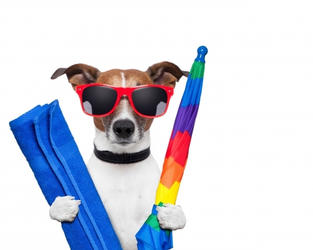 :) - summer, funny, animal, caine, umbrella, jack russell terrier, paw, sunglasses, dog