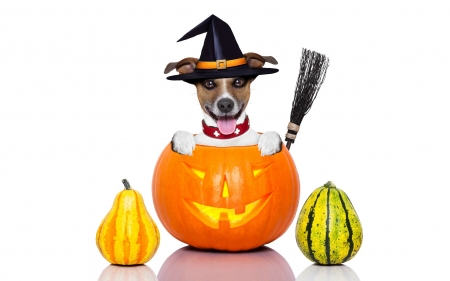 Happy Halloween! - hat, dog, pumpkin, orange, witch, animal, halloween, caine, jack russell terrier, card