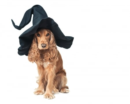 Happy Halloween! - hat, cocker spaniel, dog, witch, black, funny, halloween, cute, caine