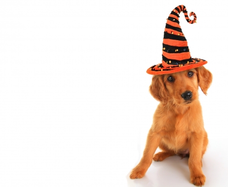 Happy Halloween! - hat, dog, orange, white, animal, halloween, cute, caine, puppy, card