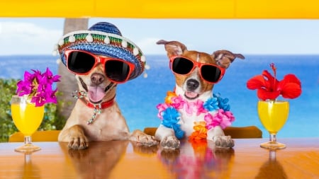 :D - paw, drink, jack russell terrier, beach, hat, colorful, bar, summer, sunglasses, funny, caine, dog, animal, sea