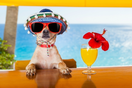 :D - hat, yellow, summer, blue, beach, sea, dog, flower, bar, drink, colorful, paw, funny, red, caine, sunglasses