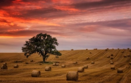 Field - nature, sky, tree, field