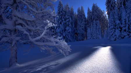 Winter - white, winter, craciun, blue, snow, tree