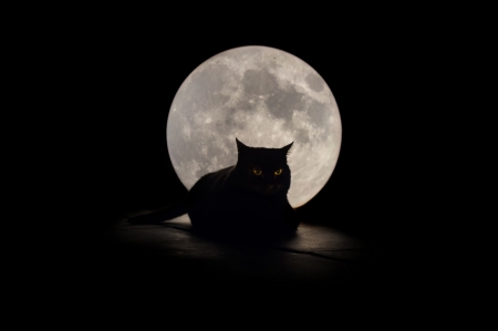 Cat - moon, silhouette, night, dark, cat, black, pisica, white, animal, luna