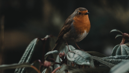 Bird - wings, animal, beak, bird