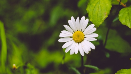 chamomile - leaf, flower, nature, chamomile