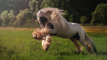 Horse - run, animal, tail, Horse