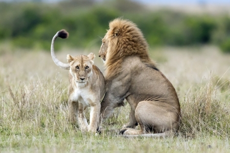 Lion - king, tail, animal, lion