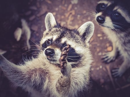 Raccoon - fur, animal, Raccoon, paw