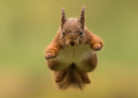 Squirrel - jump, animal, squirrel, rodent