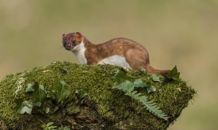 Stoat - stoat, tree, animal, nature