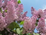 Pink Lilacs