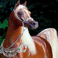 Boho Arabian Stallion Horse