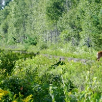 Deer On Railroad Tracks