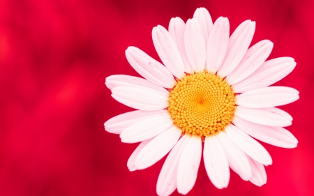 Flower - bud, Flower, nature, leaf