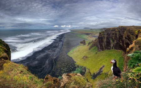 Coast - puffin, animal, coast, Landscape, ocean