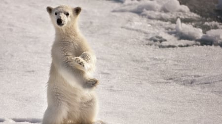 Polar bear - bear, Polar, white, paw