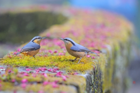 Birds - summer, bird, pasare, pink, couple, green