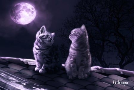 Moonlight - moon, night, pink, cat, pisica, animal, roof, kitten, adriana madrid, cute, couple, luminos, luna