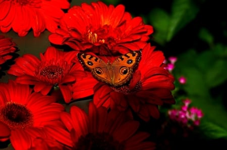 Flowers and butterfly - summer, beautiful, garden, butterfly, lovely, flower