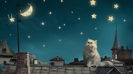 Cat looking at stars - paw, cat, kitty, animal, kitten