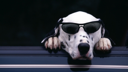 Cool Doggo - Dog, dalmation, animal, goodboy