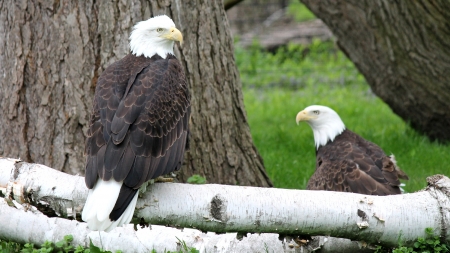 Bald  Eagles - trees, bald, eagle, animal, birds