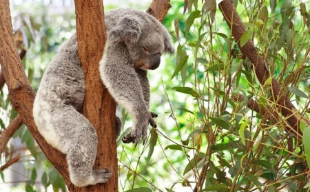 I am done for the day - eucalyptus, grey coat, branches, koala, sleeping, tree