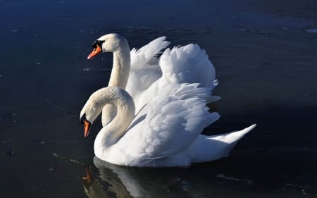 Beautiful pair of swans - animals, water, beauty, beautiful, blue, lake, white, reflection, swans, birds, calm