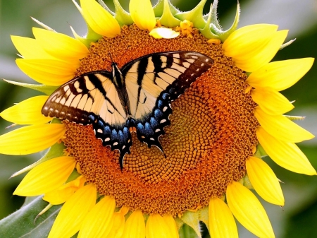 Butterfly on Sunflower - insects, animal, sunflower, yellow, butterfly, petals