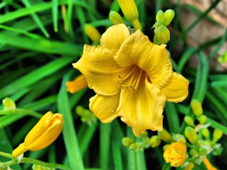 Yellow Lilies - lilies, nature, yellow, petals, flowers