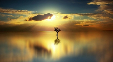 Lonely Tree - nature, water, sky, cloud