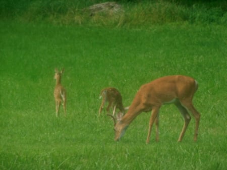 Not A Care in the World! - white, brown, green, field, grass, deer