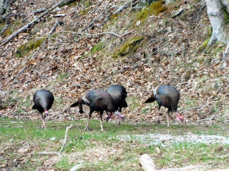 Hungrey Birds! - green, moss, black, woods