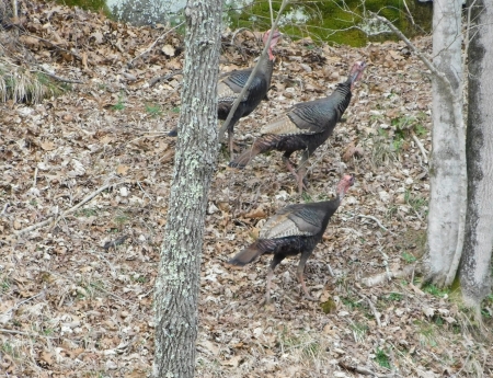 Strutting Their Stuff! - brown, trees, leaves, grass, rocks