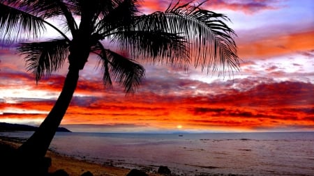 Palm Beach at Dusk - nature, ocean, beach, trees, clouds, palm, sea