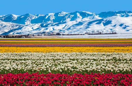 Field of flowers near the snowy mountains - plantation, panorama, iolet, white, amazing, purple, yellow, cool, cold, paysage, snowy, mounts, scenic, landscape, scenario, nature, beautiful, snow, pink, nice, sky, mountains, scene, fields, paisagem, agriculture, e, red, blue, scenery, flowers, colors, awesome, australia