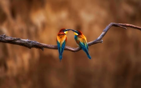 Bee eater - couple, colorful, bee eater, pasare, bird