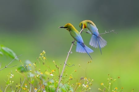 Bee eater - couple, colorful, green, bee eater, pasare, bird