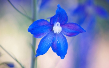 flower - white, summer, flower, macro, blue