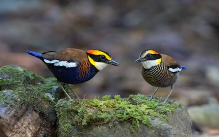 Birds - couple, bird, pasare, colorful