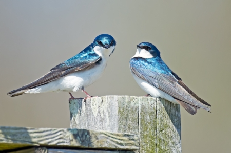 Swallows - pasare, bird, spring, swallow, couple, blue