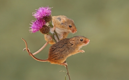 Mice - harvest, couple, rodent, pink, mouse, soricei, cute, flower