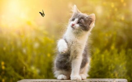 Kitten - animal, pisica, summer, kitten, buttetfly, paw, cute, cat