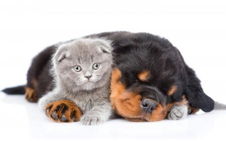 Kitten and puppy - dog, friend, cat, pet, pisica, animal, sleep, kitten, cute, caine, puppy