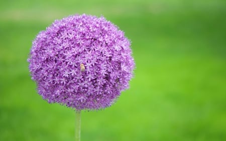 allium - purple, summer, allium, ball, green, flower, pink, onion